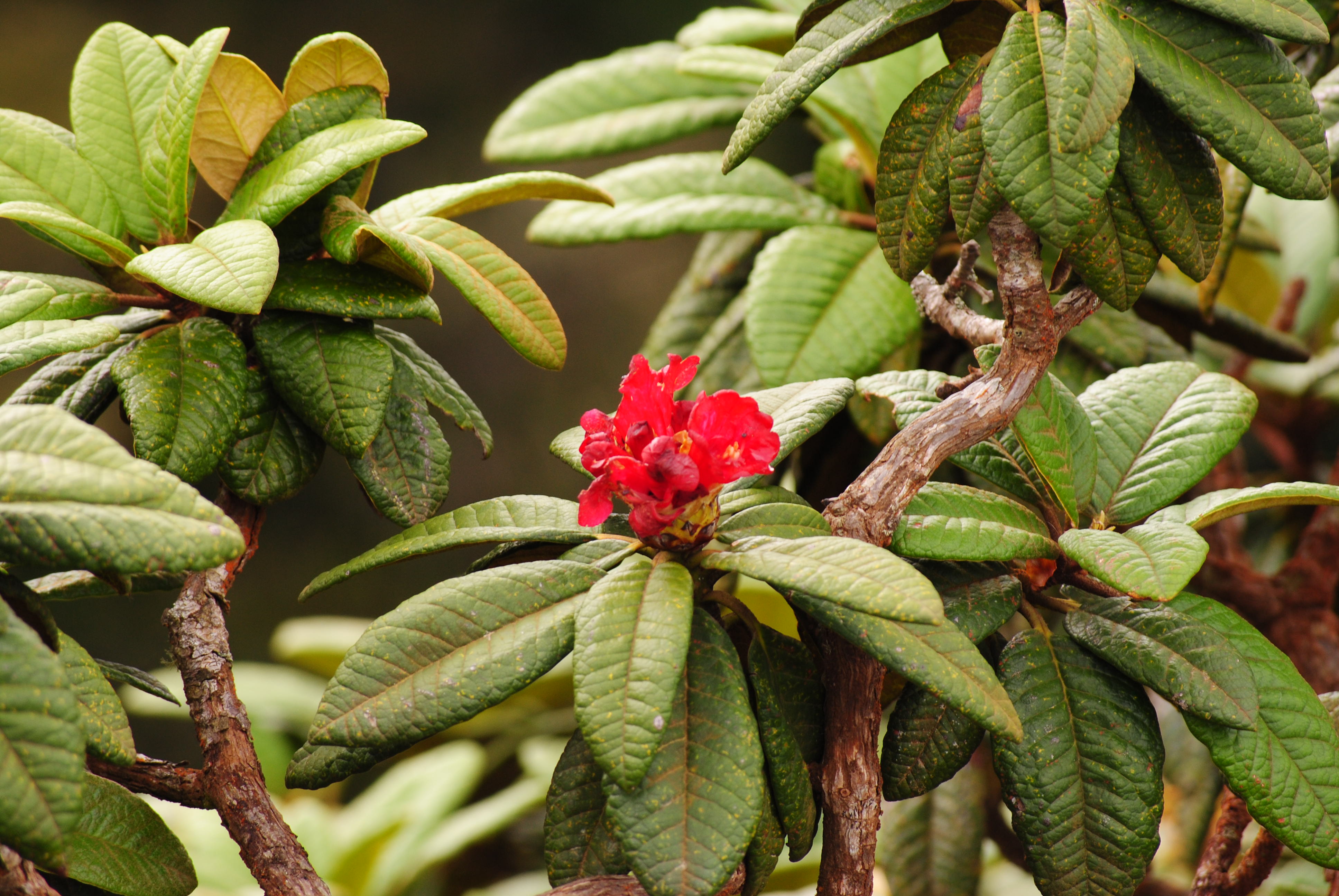 Rododendron - Horton Plains - Równiny Hortona